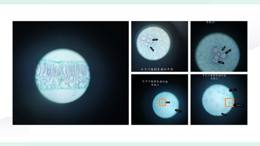 直播课《 高中生物》