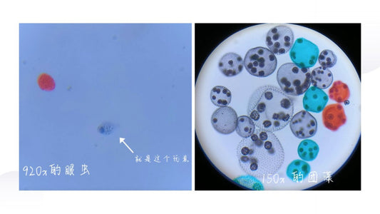 直播课《 高中生物》